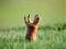 Avatar di cjmorice